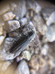 Chrysobothris edwardsii