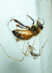 Cryptachaea gigantipes