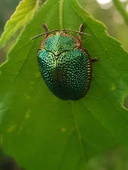 Polychalca punctatissima