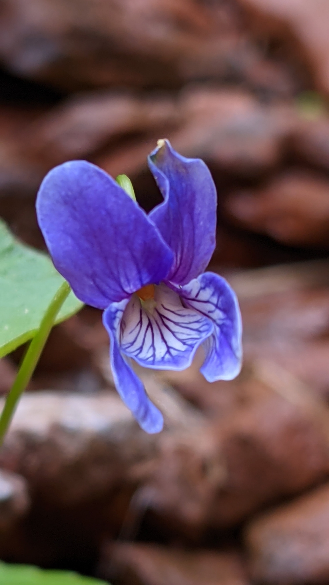 Viola clauseniana
