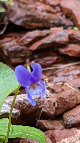 Image of Viola clauseniana by (c) Darrin Gobble, some rights reserved (CC BY)