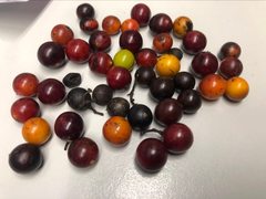 Strychnos psilosperma