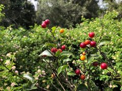 Strychnos psilosperma