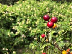 Strychnos psilosperma