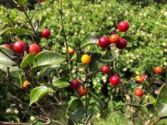 Strychnos psilosperma