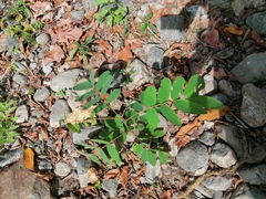 Senna reticulata