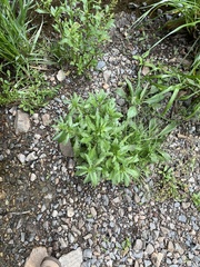 Rorippa sessiliflora