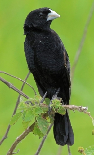 Fan-tailed Widowbird