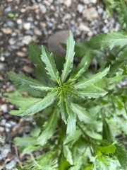 Rorippa sessiliflora