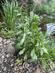 Rorippa sessiliflora