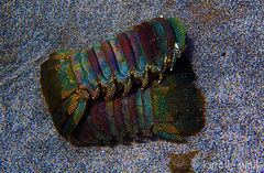 Panulirus penicillatus