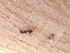 Camponotus compressus