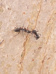 Camponotus compressus