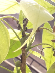 Camponotus compressus