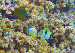 Chromis ovalis