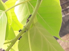 Camponotus compressus