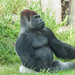Gorilla gorilla gorilla - Photo (c) Sabine Bresser, osa oikeuksista pidätetään (CC BY-NC-ND)