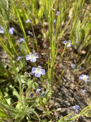 Downingia ornatissima