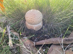 Amanita ochrophylloides