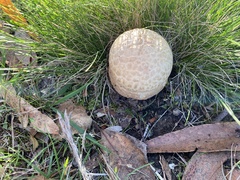 Amanita ochrophylloides
