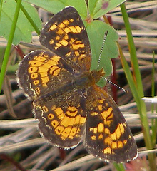 Phyciodes batesii