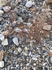 Eriogonum rixfordii