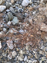 Eriogonum rixfordii