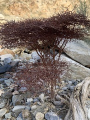 Eriogonum rixfordii