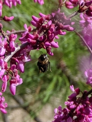 Xylocopa tabaniformis