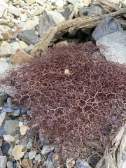 Eriogonum rixfordii
