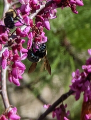 Xylocopa tabaniformis