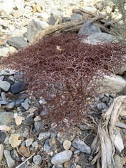 Eriogonum rixfordii