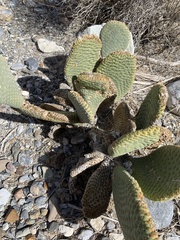 Opuntia basilaris