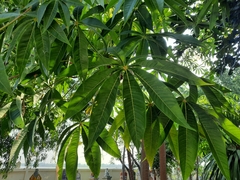 Sterculia foetida