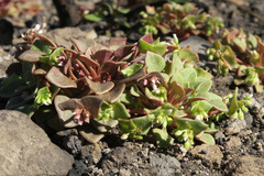 Claytonia rubra rubra