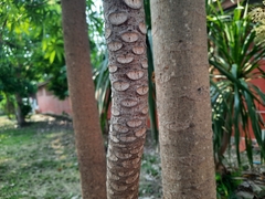 Sterculia foetida