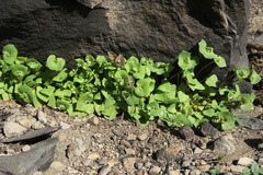 Claytonia rubra rubra