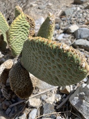 Opuntia basilaris