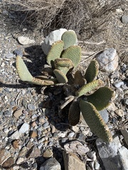 Opuntia basilaris