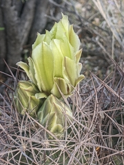 Echinomastus johnsonii lutescens