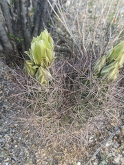 Echinomastus johnsonii lutescens