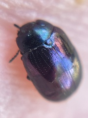Phaedon purpureus