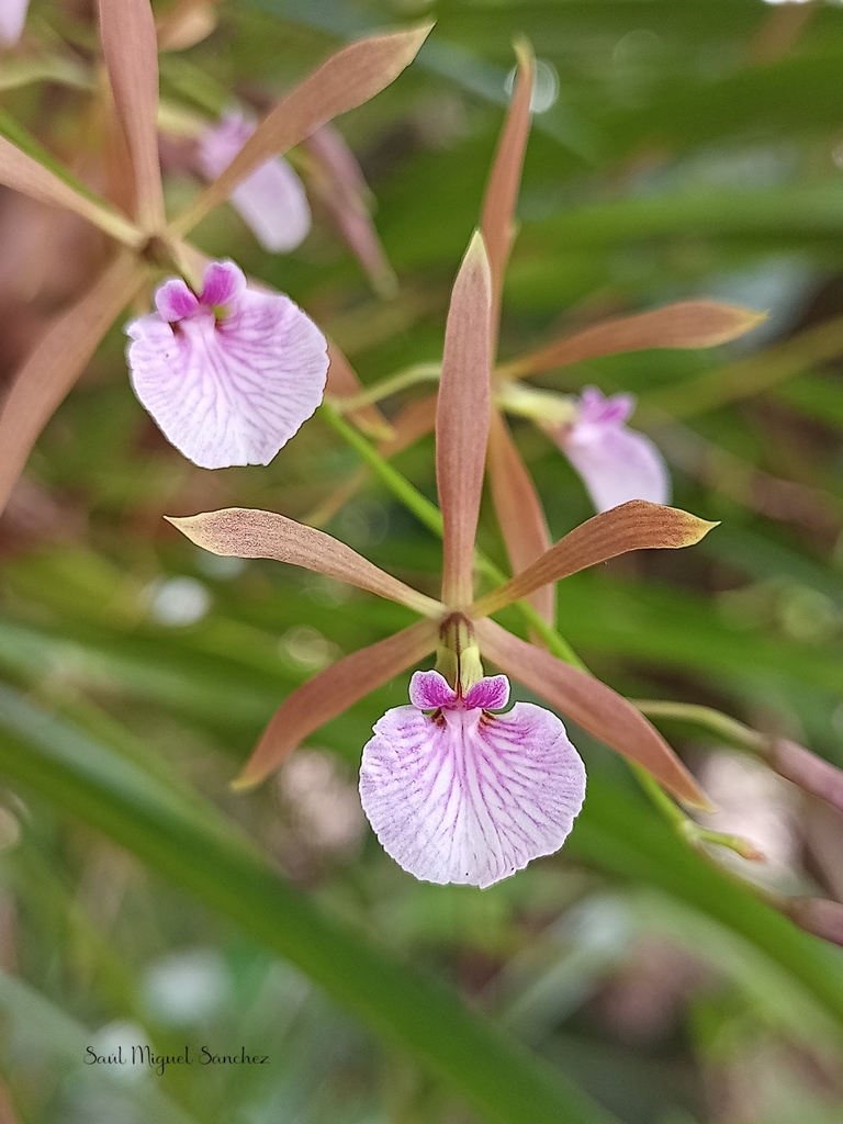 María's Encyclia