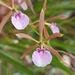 María's Encyclia - Photo (c) Saul Miguel Z, some rights reserved (CC BY-NC), uploaded by Saul Miguel Z