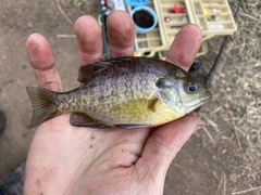 Lepomis macrochirus