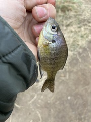 Lepomis macrochirus