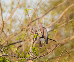 Patagioenas inornata