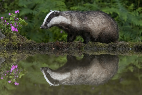 European Badger