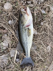 Micropterus salmoides