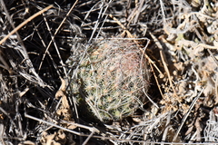 Escobaria tuberculosa varicolor